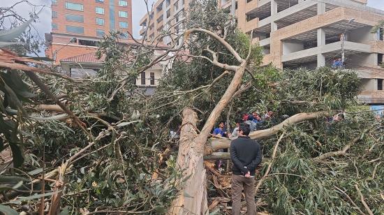 Un árbol ubicado a la orilla del río Yanuncay, en Cuenca, cayó sobre tres personas y una vivienda la tarde de este viernes 13 de diciembre de 2024.