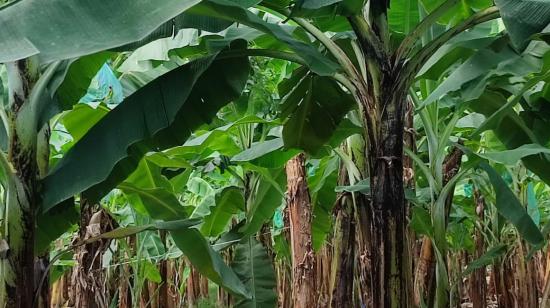 Plantaciones de banano. El Ministerio de Agricultura denunció este viernes 13 de diciembre de 2024 que ha detectado nuevos sembríos no autorizados.