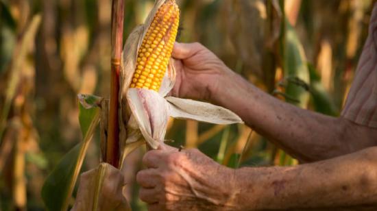 Agripac apuesta por una producción sostenible de maíz.