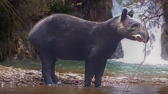 Imagen de referencia de un tapir andino, 30 de diciembre de 2024.