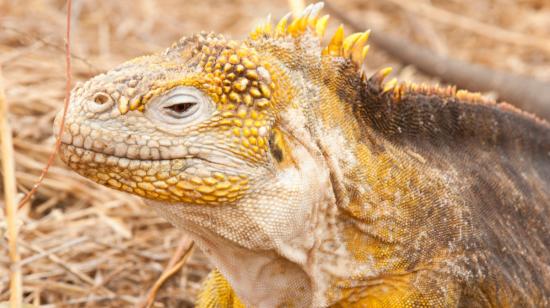 Una iguanas amarilla en Galápagos, 7 de octubre de 2024.