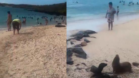 Lobos marinos cerca de turistas en Playa Mann, en la isla San Cristóbal, en Galápagos.