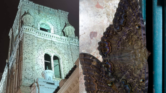 En la imagen izquierda, la Catedral de Cuenca llena de 'mashos'; en la derecha, una especie de las mariposas nocturnas que llenan el centro de la ciudad, en enero de 2025.