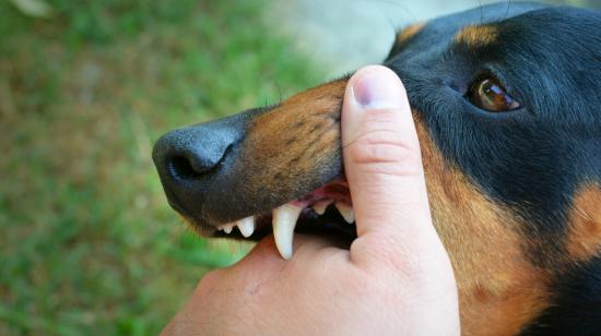 Imagen de referencia de un perro mordiendo una mano, 8 de enero de 2025.