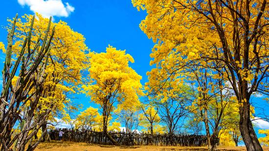 El florecimiento de los guayacanes en el cantón Zapotillo, en la provincia de Loja, deja espectaculares imágenes en este enero de 2025.