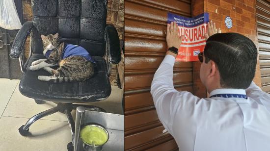 Un gato en el área de producción de cocina controlaba la presencia de ratas en un local de parrilladas en Guayaquil, que fue clausurado el 15 de enero de 2025.