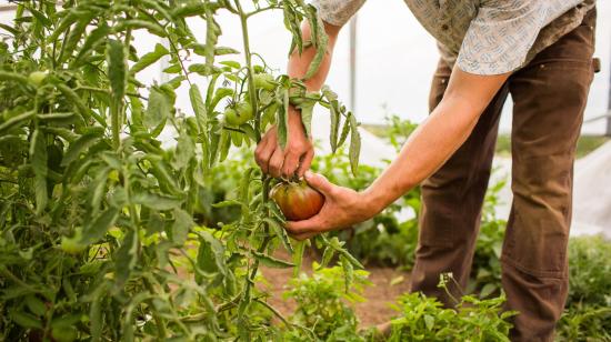 Emprendedores agrícolas