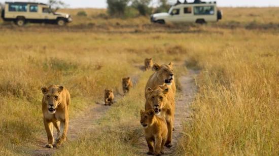 Una familia de leones pasea en la sabana del Masái Mara (Kenia).