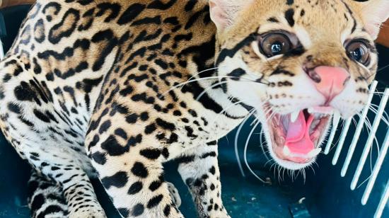Un tigrillo fue rescatado por la Policía Nacional, durante un operativo en Guayaquil.