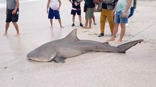 Tiburón en Portoviejo