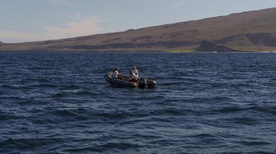 Científico recorren aguas en Galápagos en busca de ballenas azules, en una expedición realizada entre octubre de 2026 y julio de 2026.