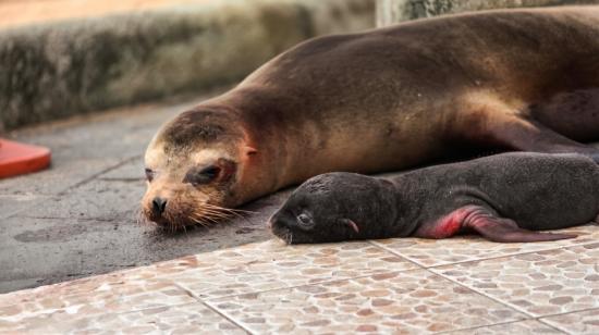 La cría de lobo marino junto a su mamá en el muelle de Puerto Ayora, en Galápagos, 19 de octubre de 2026.