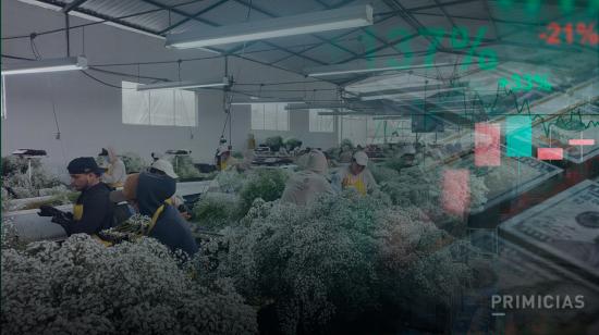 Composición que muestra a los trabajadores de una florícola de la provincia de Imbabura durante su producción diaria, en octubre de 2026.