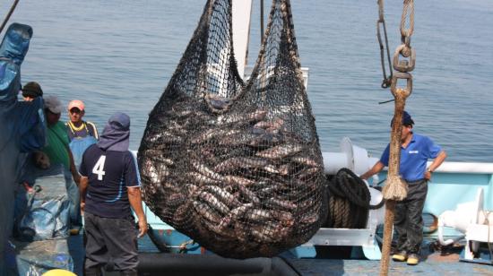 Capturas de atún de barcos ecuatorianos en el Pacífico Oriental, en el primer semestre de 2026.