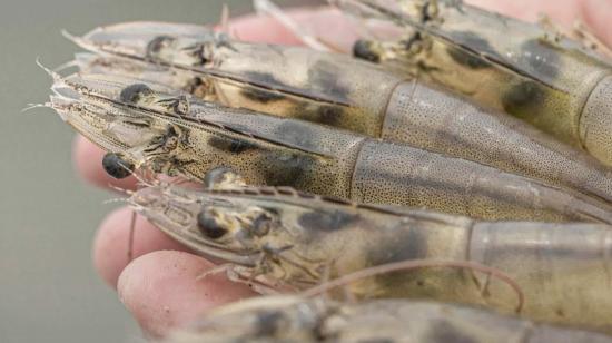 Foto referencia cosecha de camarones, tomada de Sustainable Shrimp Partnership en Facebook.