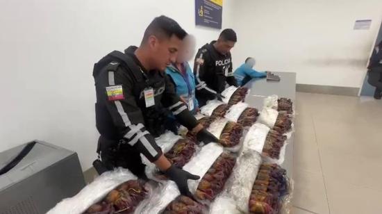 Cangrejos rojos decomisados en el aeropuerto Mariscal Sucre de Quito, en una imagen difundida por la Policía Nacional el 24 de octubre de 2026. Foto: Policía Nacional.