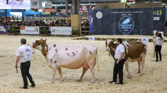Varios ejemplares de ganado vacuno en una feria realizada en Francia, país donde se detectó el primer caso del virus Shamonda en humanos. Imagen del 24 de febrero de 2025.