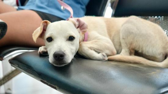 Un perro descansa sobre una camilla. Las lluvias y la humedad pueden favorecer problemas de salud en los animales de compañía.