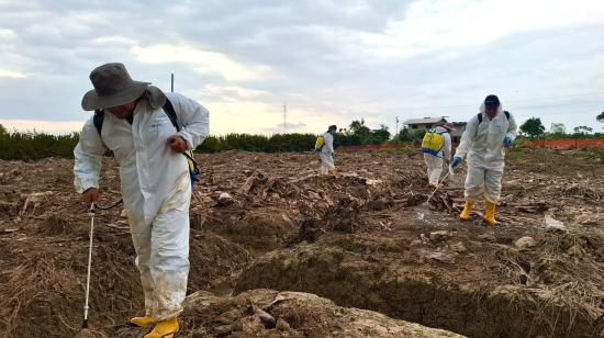 Personal de Agrocalidad ejecuta la aplicación de Trichoderma como agente de control biológico en una plantación afectada por el hongo Fusarium en el sector El Quemado, cantón Santa Rosa (El Oro).