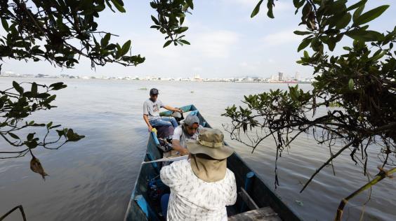 Manglar