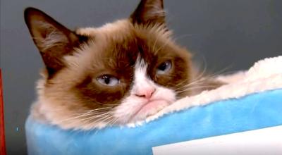 Tartar Sauce, la gata conocida como Grumpy Cat, ha fallecido. 
