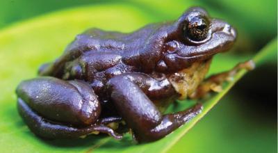 La nueva especie de rana del género Pristimantis fue por un equipo de investigadores en el Parque Nacional Podocarpus de Ecuador.