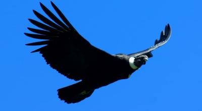 Un Cóndor Andino emprendiendo el vuelo