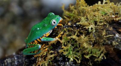 Una rana de laboratorio en la Balsa de los Sapos, en la Pontificia Universidad Católica del Ecuador, donde se estudia a más de 1.500 especies de anfibios.