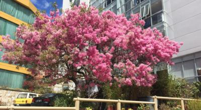 Los arupos florecen en verano y embellecen la ciudad.