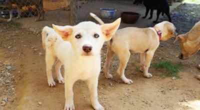 Imagen referencial de un refugio de perros abandonados.