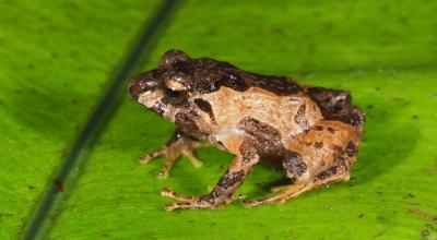 Fotografía cedida por el investigador Paul Székely que muestra un ejemplar de rana cajanuma hembra en el Parque Nacional Podocarpus, entre las provincias de Loja y Zamora Chinchipe (Ecuador).