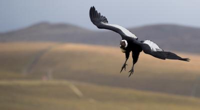 Imagen de un cóndor andino volando en los territorios de la reserva Antisanilla, cerca de Quito.