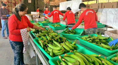 Las medidas de Agrocalidad contra el hongo Fusarium Raza Tropical 4 incluye visitas y capacitación a pequeños productores. 