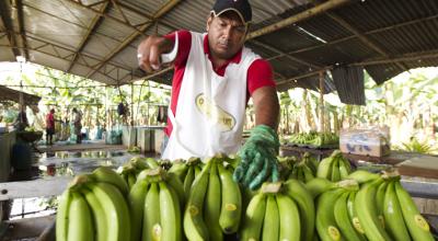 Hacienda productora de banano en la provincia de Los Ríos.