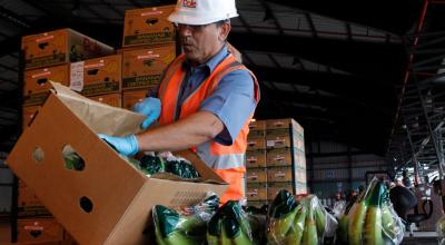 El banano ecuatoriano se empaca en cajas de cartón para exportación. Este es el producto estrella del acuerdo comercial con la UE.