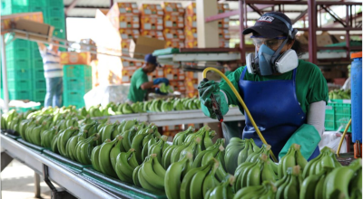 En 2019, Ecuador recibió USD 3.174 por las exportaciones de banano.
