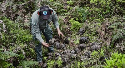 Uno de los técnicos que participó en lel proceos de reinsertar 309 tortugas en su hábitat en Galápagos.
