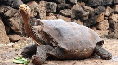 Fotografía del 9 de enero de 2020, cedida por el Parque Nacional Galápagos, que muestra a Diego, la tortuga gigante de la isla Española.