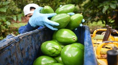 Provefrut aseguró que iniciará un plan "para la exportación de aguacate desde Colombia".