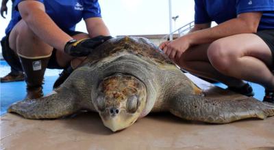 Dos hombres fueron captados en video el pasado 5 de marzo mientras faenaban a una tortuga en peligro de extinción, en Playas. 