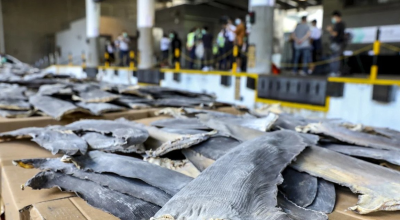 La Fiscalía General del Estado solicitó información a la embajada china sobre el decomiso de aletas de tiburón en Hong Kong, el 7 de mayo.
