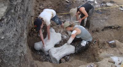 Investigadores cubriendo de yeso los fósiles de los osos perezosos gigantes. 