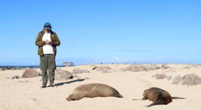 Dos lobos marinos descansan en una de las playas de las islas Galápagos, el 27 de deciembre de 2019.