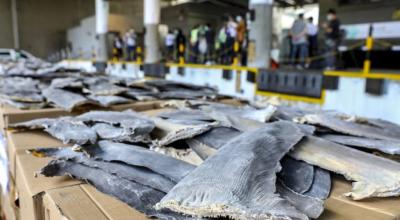  26 toneladas de aletas de tiburón llegaron a Hong Kong desde Ecuador en enero de 2020.