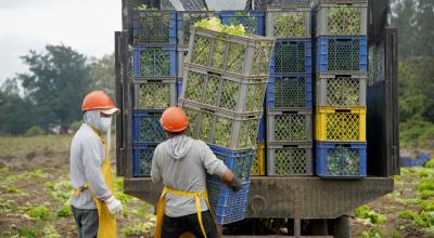 Trabajadores de una empresa ecuatoriana dedicada a la siembra y venta de legumbres, el 1 de abril de 2020.