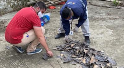 Personal del Ministerio de Producción decomisó 284 juegos de aletas de tiburón en estado seco en Pedernales, el 2 de junio de 2020.