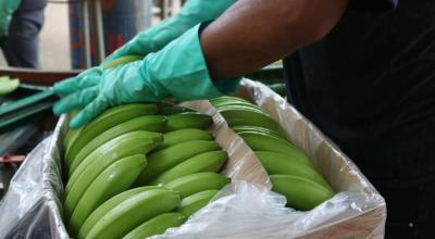 Una persona prepara una caja de banano para exportación en junio de 2020. 