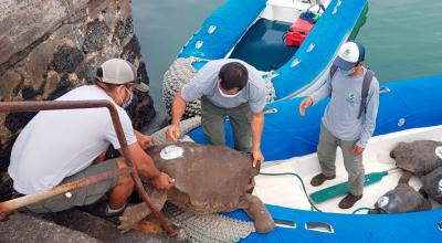Funcionarios del Parque Nacional Galápagos mientras cargan 15 tortugas, entre ellas al famoso Diego, para repatriarlos a la isla Española, el 14 de junio de 2020 en las islas Galápagos.