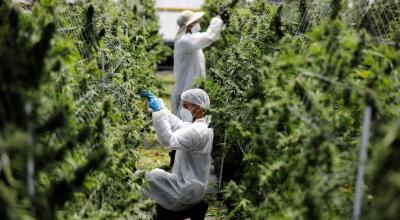 Empleados inspeccionan cannabis medicinal en una empresa en Israel, el 24 de junio de 2020. 