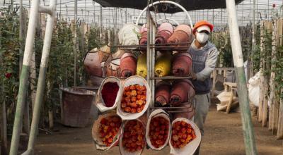 Una persona trabajando en una florícola, en Ecuador, en 2020. 